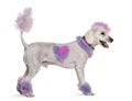 Groomed poodle with pink and purple fur and mohawk Royalty Free Stock Photo