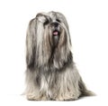 Groomed Sitting Lhasa apso dog, isolated Royalty Free Stock Photo