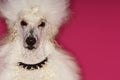 Groomed White Standard Poodle