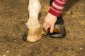 Groomer brush rubs with ointment, the inside of the white horse hoof