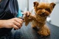 Groomer with clippers cuts the claws of cute dog Royalty Free Stock Photo