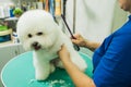 The groomer is combing the dog. Bichon Frize. The groomer is working. Hairstyle, styling.