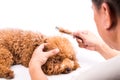 Groomer combing dog, with de-tangled fur stuck on comb Royalty Free Stock Photo