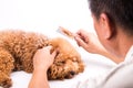 Groomer combing dog, with de-tangled fur stuck on comb Royalty Free Stock Photo