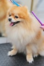 groomer combs the coat of a Pomeranian dog with a special comb. Professional pet care in a grooming salon. Royalty Free Stock Photo