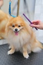 groomer combs the coat of a Pomeranian dog with a special comb. Professional pet care in a grooming salon. Royalty Free Stock Photo