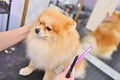 groomer combs the coat of a Pomeranian dog with a special comb. Professional pet care in a grooming salon. Royalty Free Stock Photo