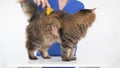 A groomer combs the fur of a cat on a white table using a furminator