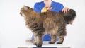 A groomer combs the fur of a cat on a white table using a furminator