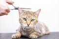 Groomer cuts cat hair in the salon. Pet care at the pet store uses scissors