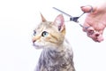 Groomer cuts cat hair in the salon. Pet care at the pet store uses scissors to cut cat