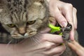 groomer cuts cats claws. Salon for animals. Beautiful cat in a beauty salon. Royalty Free Stock Photo