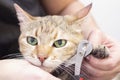 groomer cuts cats claws. Salon for animals. Beautiful cat in a beauty salon. Royalty Free Stock Photo