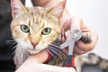 groomer cuts cats claws. Salon for animals. Beautiful cat in a beauty salon Royalty Free Stock Photo