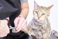 groomer cuts cats claws. Salon for animals. Beautiful cat in a beauty salon Royalty Free Stock Photo