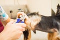 the groomer cuts claws of a Yorkshire Terrier