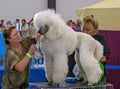 Groomer is cutting a dog hair