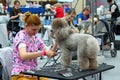 Groomer is cutting a dog hair