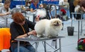 Groomer is cutting a dog hair