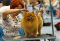 Groomer is cutting a dog hair