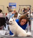 Groomer is cutting a dog hair