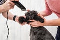 Groomer cutting fur of small black schnauzer