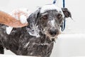 Wet Soapy Dog Taking a Bath Royalty Free Stock Photo