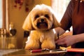 A groomer grooming a Shi Tzu dog