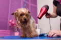 Groomer with hair dryer drying cute furry yorkshire terrier dog