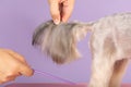 groomer holds the tail of a Yorkshire terrier dog to show the quality of the dog& x27;s haircut.
