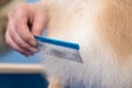 Groomer makes a spitz breed haircut with comb in grooming salon