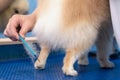 Groomer makes a spitz breed haircut with comb in grooming salon