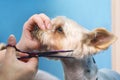 Groomer makes a Yorkshire terrier breed haircut with scissors in grooming salon