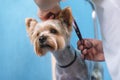 Groomer makes a Yorkshire terrier breed haircut with scissors in grooming salon