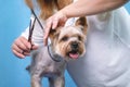 Groomer makes a Yorkshire terrier breed haircut with scissors in grooming salon