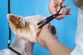 Groomer makes a Yorkshire terrier breed haircut with scissors in grooming salon