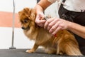 The groomer professionally cuts the claws of a Pomeranian dog