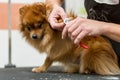 The groomer professionally cuts the claws of a Pomeranian dog