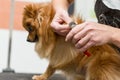 The groomer professionally cuts the claws of a Pomeranian dog.