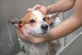 Groomer puts shampoo on fluffy wet fur of the funny welsh corgi pembroke dog. Dog taking a bubble bath in grooming salon Royalty Free Stock Photo