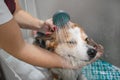 Groomer puts shampoo on fluffy wet fur of the funny welsh corgi pembroke dog. Dog taking a bubble bath in grooming salon Royalty Free Stock Photo