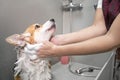 Groomer puts shampoo on fluffy wet fur of the funny welsh corgi pembroke dog. Dog taking a bubble bath in grooming salon Royalty Free Stock Photo