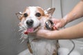 Groomer puts shampoo on fluffy wet fur of the funny welsh corgi pembroke dog. Dog taking a bubble bath in grooming salon Royalty Free Stock Photo