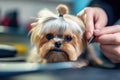 A groomer\'s hands cut a Yorkshire Terrier