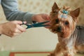 Groomer`s hands working with dog Royalty Free Stock Photo