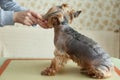 Groomer`s hands working with dog Royalty Free Stock Photo