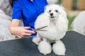 groomer with scissors cutting fur of white fluffy miniature poodle in grooming salon