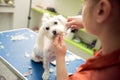 Groomer with scissors made hairstyle. Dog gets hair cut at Pet Spa Grooming Salon. Closeup of Dog. the dog has a haircut. Groomer Royalty Free Stock Photo