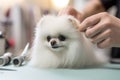 A groomer serves a white Spitz close-up