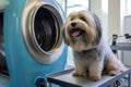 Groomer Using Highvelocity Dryer For Quick And Efficient Drying Dog. Generative AI